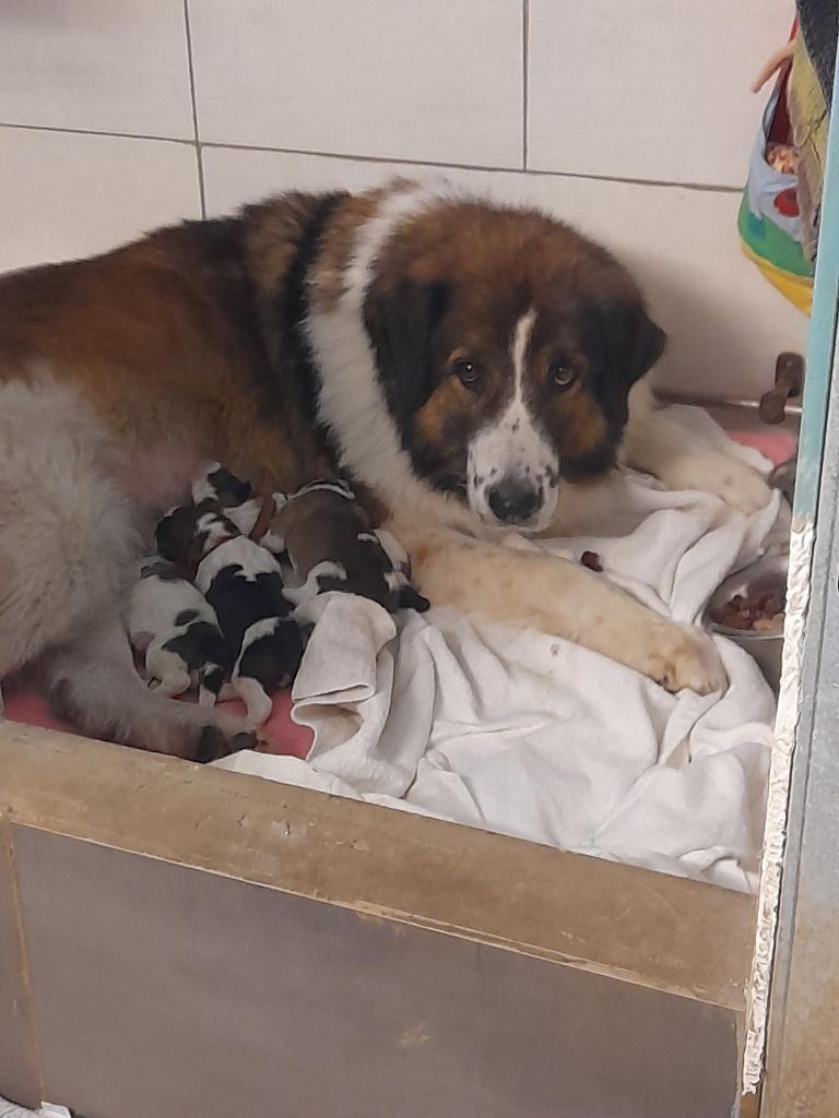 chiot Berger de Bosnie-Herzegovine et de Croatie De la foret de Montfort