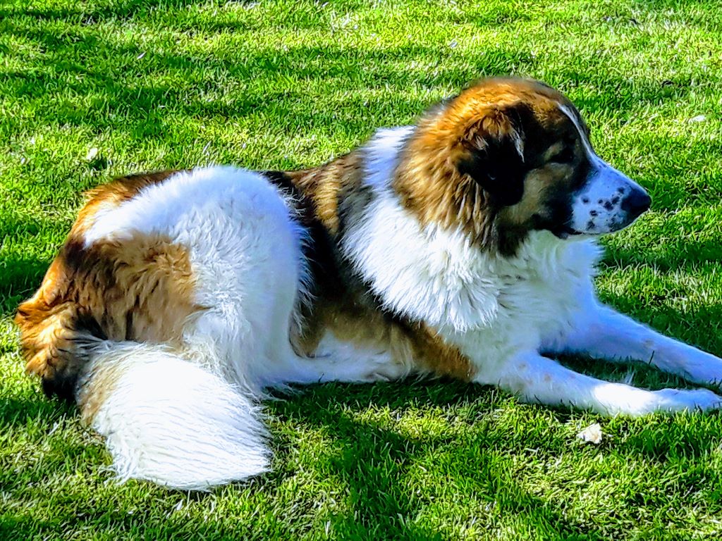Mellowfield's Ninotchka