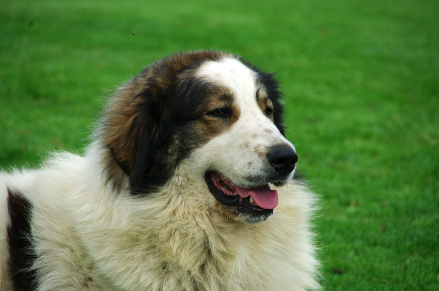 Nouvelle portée d'Alis et de Félix