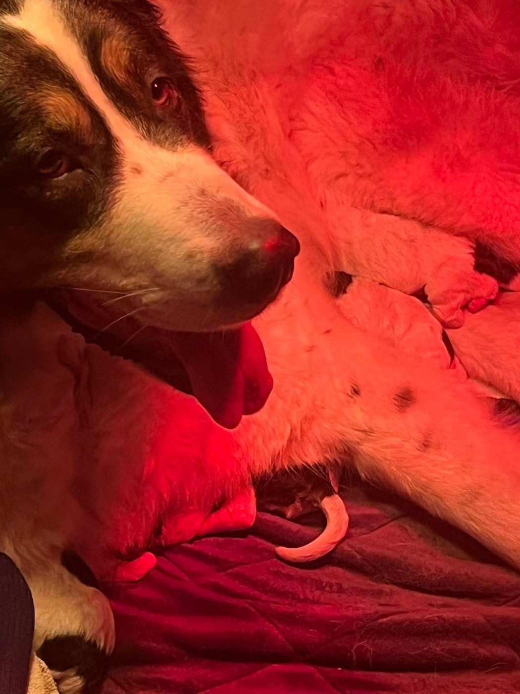 De la foret de Montfort - Berger de Bosnie-Herzegovine et de Croatie - Portée née le 10/03/2026