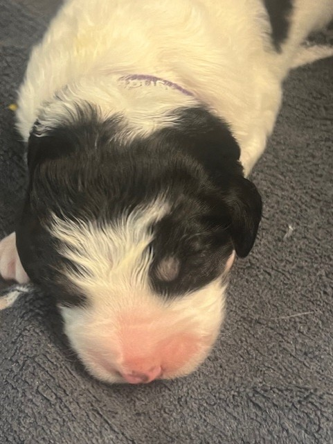 De la foret de Montfort - Chiots disponibles - Berger de Bosnie-Herzegovine et de Croatie