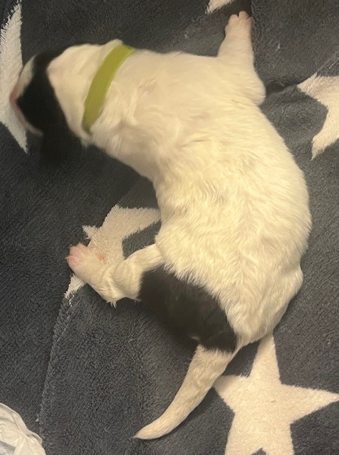 De la foret de Montfort - Chiots disponibles - Berger de Bosnie-Herzegovine et de Croatie