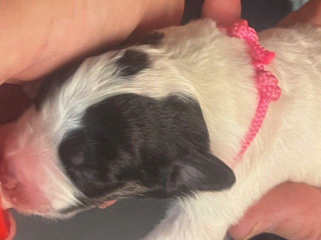 De la foret de Montfort - Chiots disponibles - Berger de Bosnie-Herzegovine et de Croatie