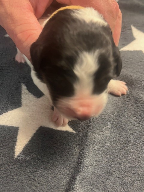 De la foret de Montfort - Chiots disponibles - Berger de Bosnie-Herzegovine et de Croatie