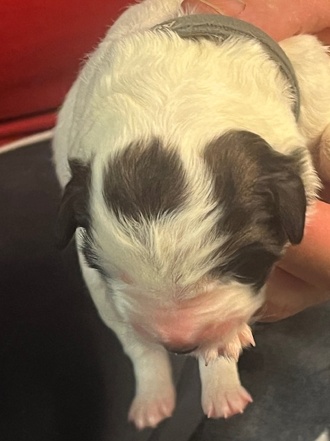 De la foret de Montfort - Chiots disponibles - Berger de Bosnie-Herzegovine et de Croatie