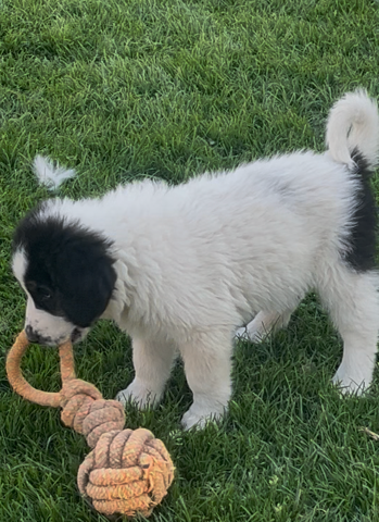 De la foret de Montfort - Chiots disponibles - Berger de Bosnie-Herzegovine et de Croatie