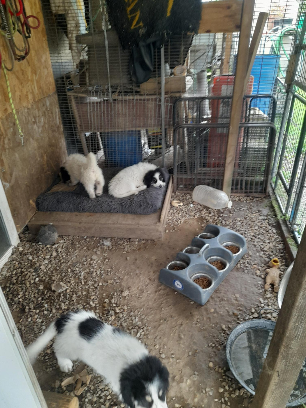 De la foret de Montfort - Chiots disponibles - Berger de Bosnie-Herzegovine et de Croatie