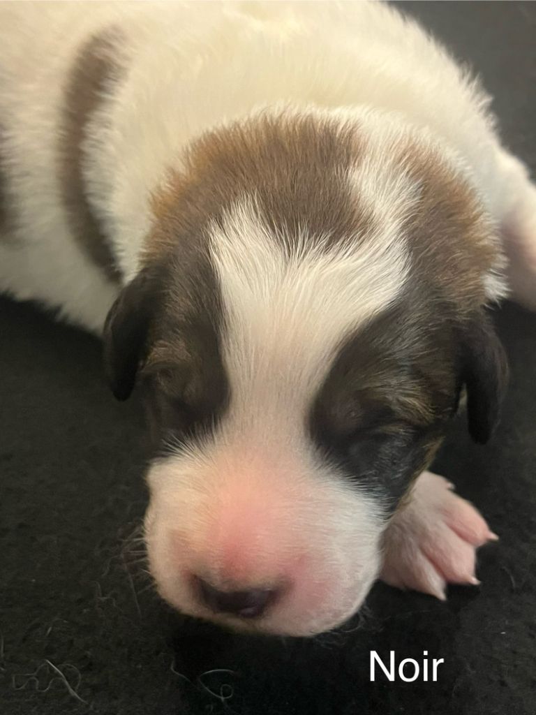 De la foret de Montfort - Chiots disponibles - Berger de Bosnie-Herzegovine et de Croatie