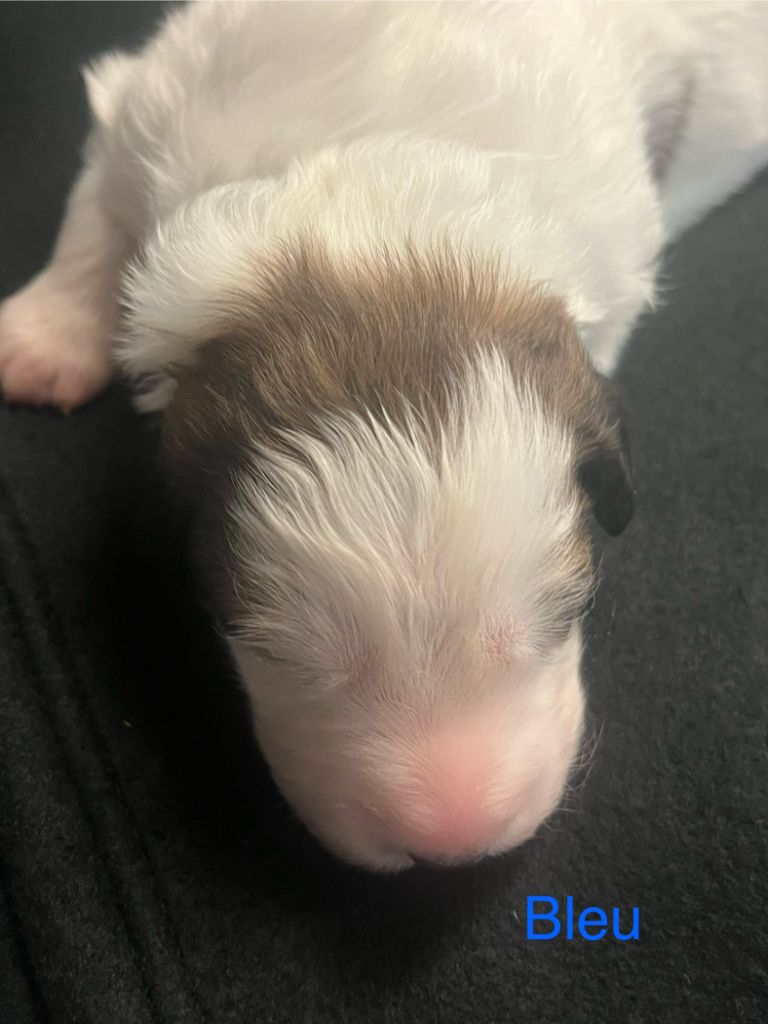De la foret de Montfort - Chiots disponibles - Berger de Bosnie-Herzegovine et de Croatie