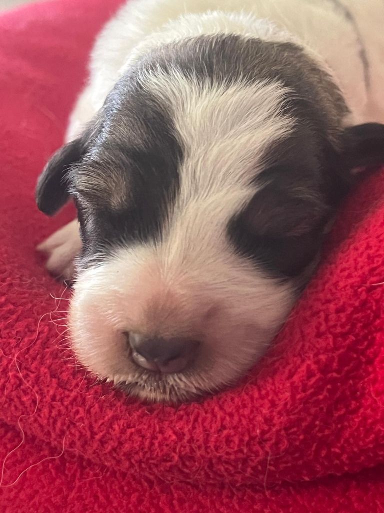 De la foret de Montfort - Chiots disponibles - Berger de Bosnie-Herzegovine et de Croatie