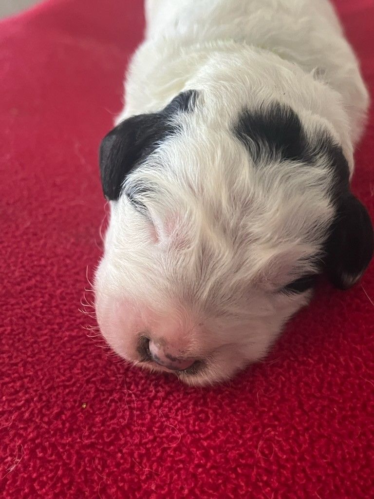 De la foret de Montfort - Chiots disponibles - Berger de Bosnie-Herzegovine et de Croatie