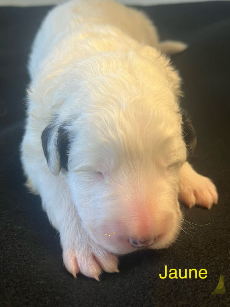 De la foret de Montfort - Chiots disponibles - Berger de Bosnie-Herzegovine et de Croatie