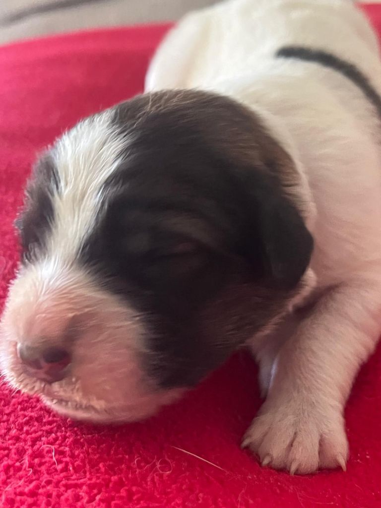 De la foret de Montfort - Chiots disponibles - Berger de Bosnie-Herzegovine et de Croatie