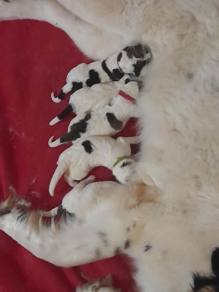 Chiot Berger de Bosnie-Herzegovine et de Croatie De la foret de Montfort